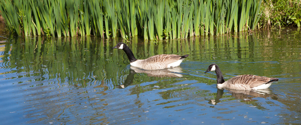 The-Manor-Ducks